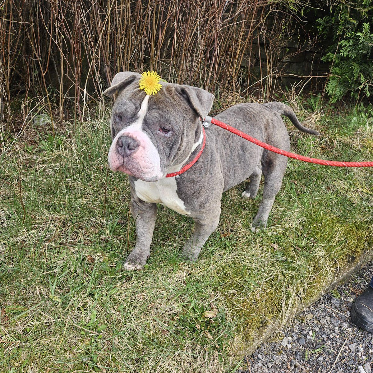 AdoptionsUk's tweet photo. Urgent, please retweet to help Brutus find a rescue shelter space - currently FACING EUTHANASIA IN A COUNCIL POUND #LANCASHIRE #UK 💔💔💔
Sunday March 23 , 2025
This boy is now at serious risk and we could lose him any day if more dogs go into the pound! 
He’s a friendly boy who loves humans but he’s not particularly dog friendly. 
We really need some tags and shares for him for rescue space please. 
Please note we are unable to release these dogs directly to the public they are looking for a space in a rescue.
If you are a UK rescue with space please message this page or email us at northwestpoundies@gmail.com
Transport can be arranged to rescues up to 3 hrs away from the #BB postcode area of Lancashire, if any further we will need help from the receiving rescue.
Contact and original post on facebook 👇
https://t.co/M3P0YTKQOR

Brutus could be killed by the council at any time now if more dogs arrive and they need space. 
Please share wherever you are so that a rescue shelter that can save Brutus sees this ⭐️⭐️⭐️⭐️⭐️
Please note Brutus is quite a small dog.

@DanielZeichner @MissingPetsGB @SteveReedMP @DannyVet @RosieDuffield1 @APDAWG1 @AllDogsMatter @themayhew @rickygervais @JaneFallon @AlisonHammond @P_Wicks01 @clarebalding @PeterEgan6 @domdyer70 @Nightowl400 @RSPCA_official @The_Blue_Cross @Battersea_ @HopeRescue #dogs @BBCNews @itvnews @SkyNews @thismorning @NickDixonITV @DailyMirror @andreajenkyns @RoyalFamily @lorraine @EamonnHolmes @Nigel_Farage @Keir_Starmer @UKLabour @ConservativeAWF @AngelaRayner @RishiSunak @DefraGovUK @BritishVets @ScottishSPCA @TheKennelClubUK