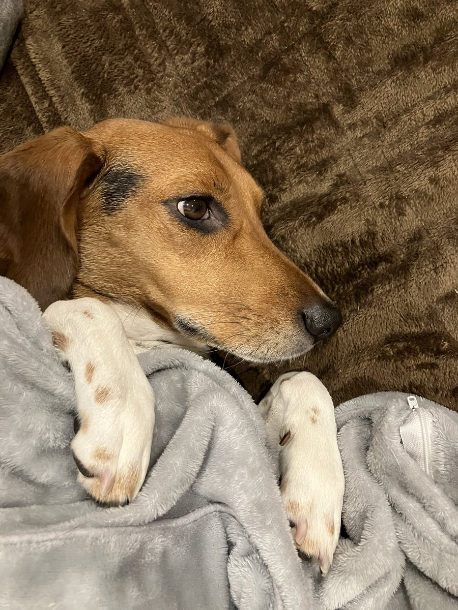 お布団大好きこたろー