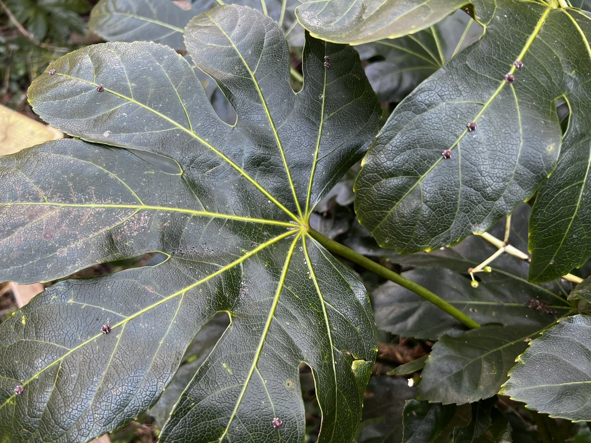 Bugbites4U's tweet image. 葉脈の太いところをしっかり狙い定めてる