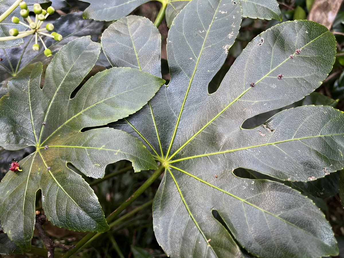 Bugbites4U's tweet image. 葉脈の太いところをしっかり狙い定めてる