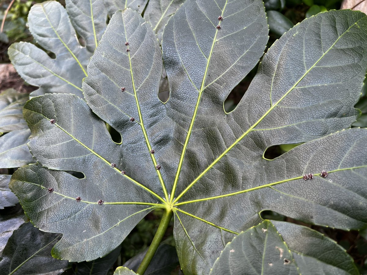 Bugbites4U's tweet image. 葉脈の太いところをしっかり狙い定めてる