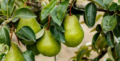 KorbaApp's tweet photo. Pears are also a good source of vitamin C, vitamin K, and potassium, making them a nutritious addition to your diet.

Add them to your grocery list on https://t.co/81Y12I6Grx now! https://t.co/6SufgP3MWU