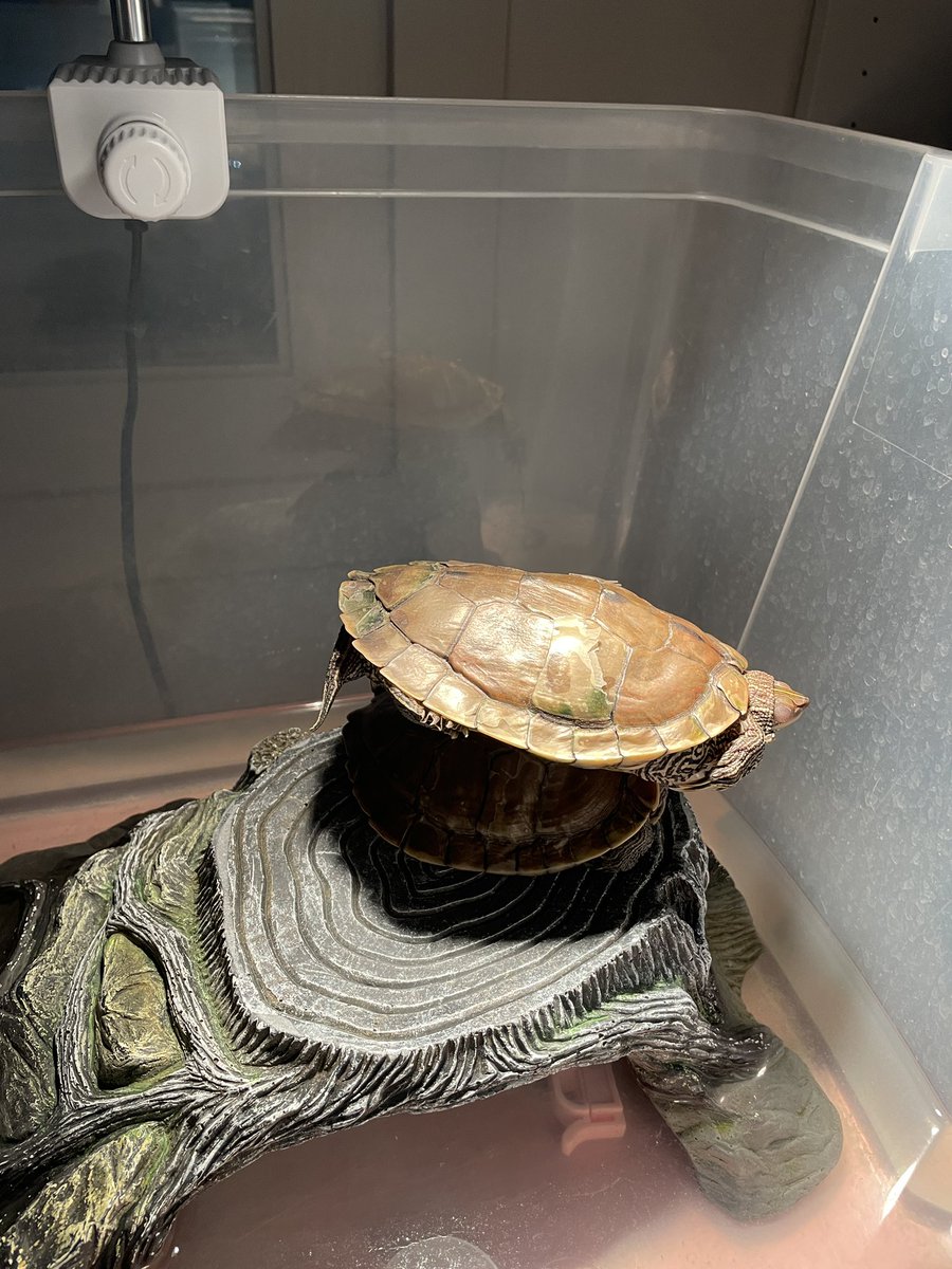 ___BION's tweet image. 복수니 복돌이의 진기명기 쇼