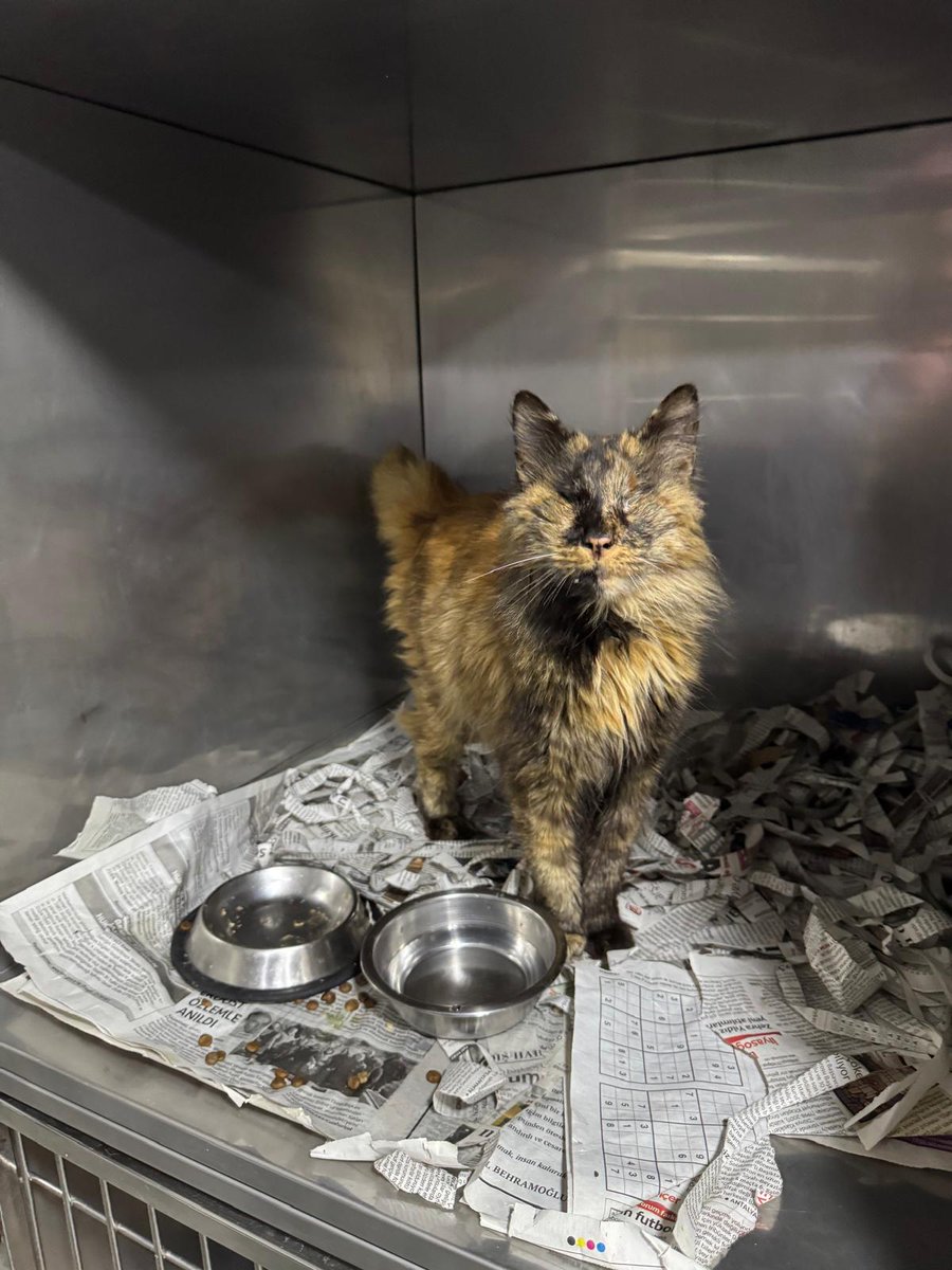 1. Adı Güneş,gözler dikilmiş.Levent'te sokakta bulunmuş.Kör olduğu fark edilince kliniğimize getirildi.Gözleri dışında sağlıklı bir çocuk. uysal tırnak asla çıkartmıyor sevilmeyi seviyor.+++