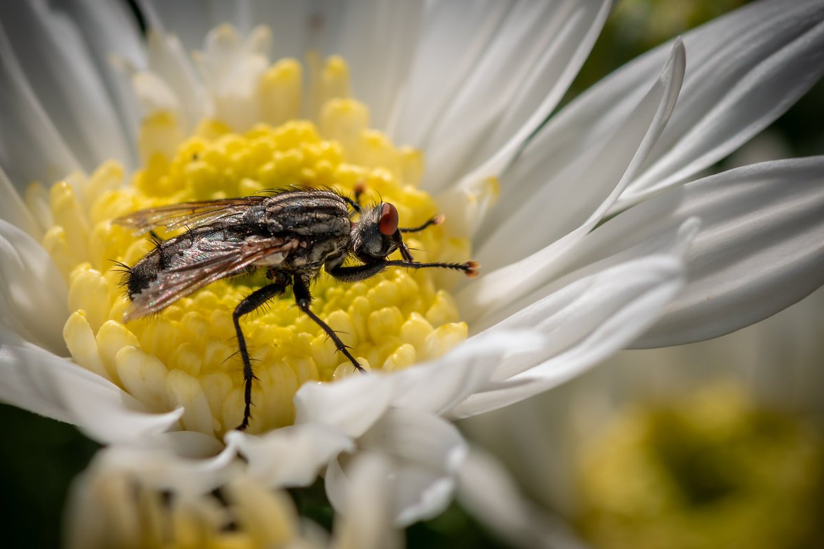 KGoulianos's tweet image. #macroinsect #macro #macro_freaks #macro_brilliance #macro_perfection #macro_vision #macroart #macronature #macromood #macrophotography #macrophoto #macro_world #macro_kings #brasilamadores_macro #gr_captures #nikon #nikonphotography