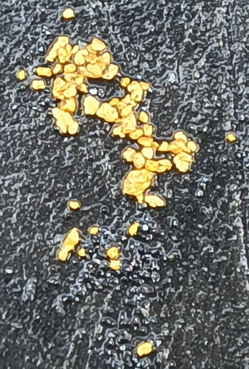 今日今年初堀でいつもの川に師匠と行って参りました。去年から早４ヶ月がたってしまい久々の運動で筋肉痛になってしまいましたが、なんとか採れて良かったです。仕事が忙しく間隔が開いてしまいましたが次回もホリホリしたいと思います。