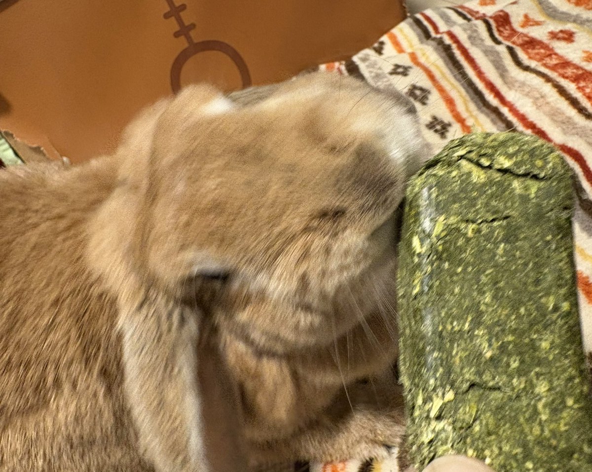 『野生』を取り戻しつつあるさくらでも見るか