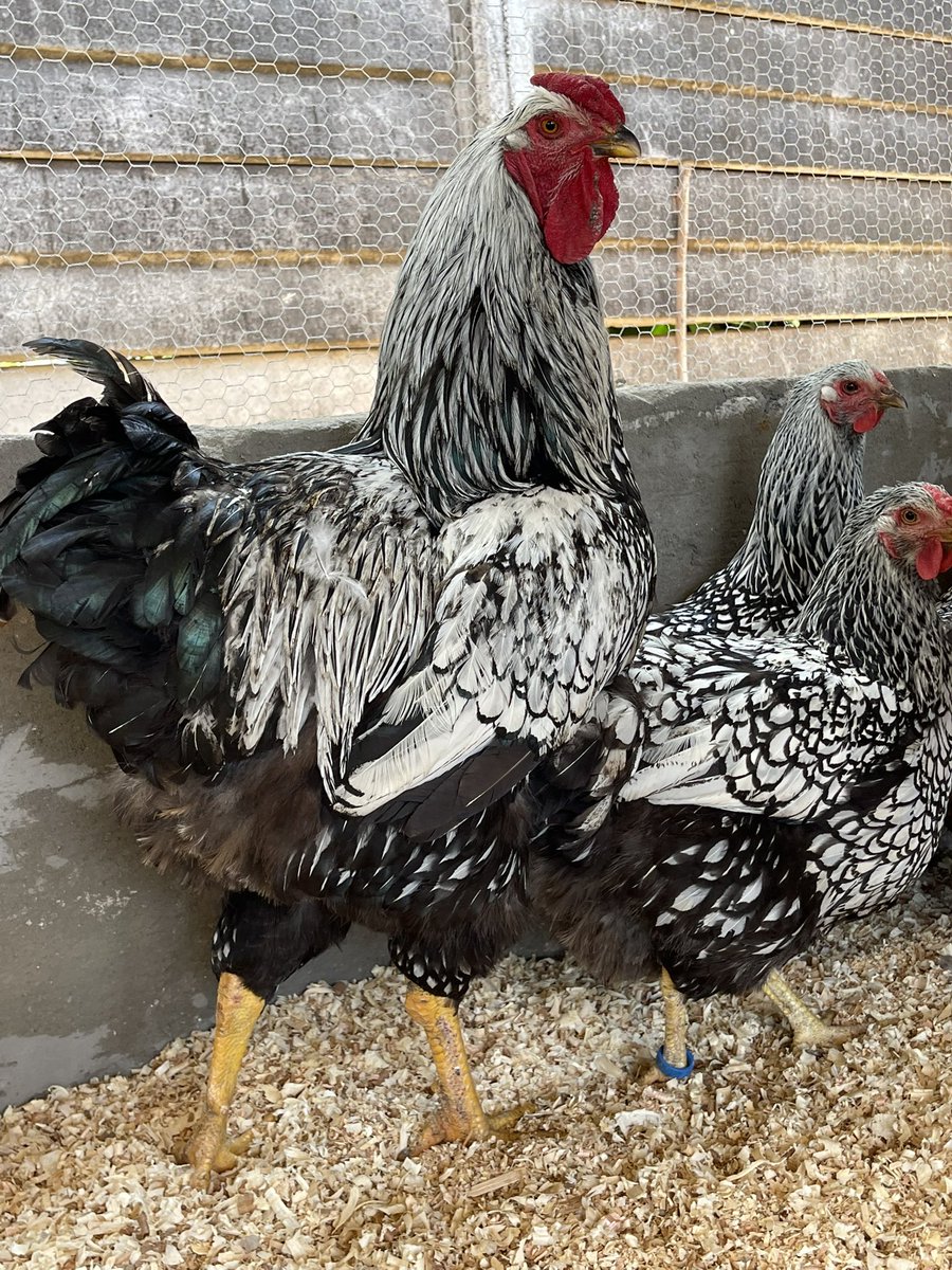 NgonieSanaz's tweet image. Silver laced Wyandotte is a great egg layer yet so beautiful too