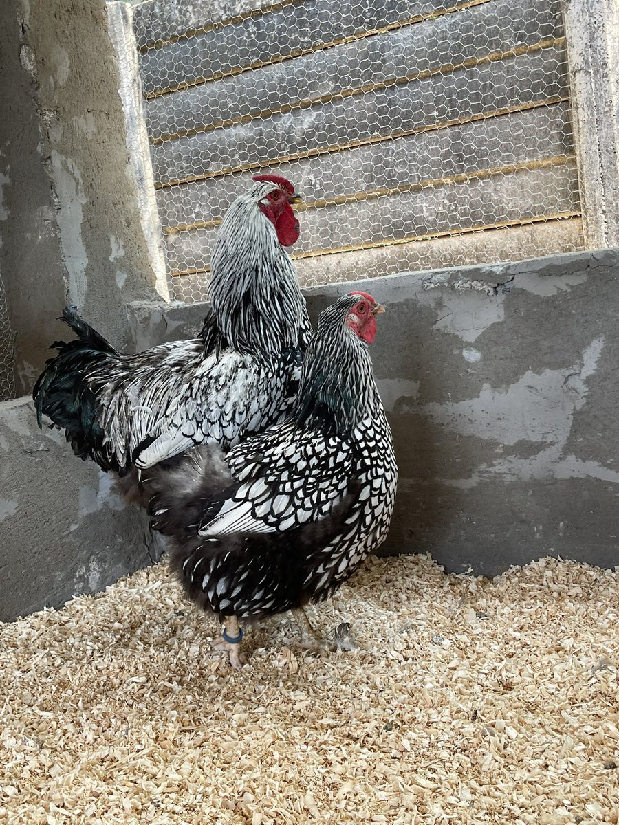 NgonieSanaz's tweet image. Silver laced Wyandotte is a great egg layer yet so beautiful too