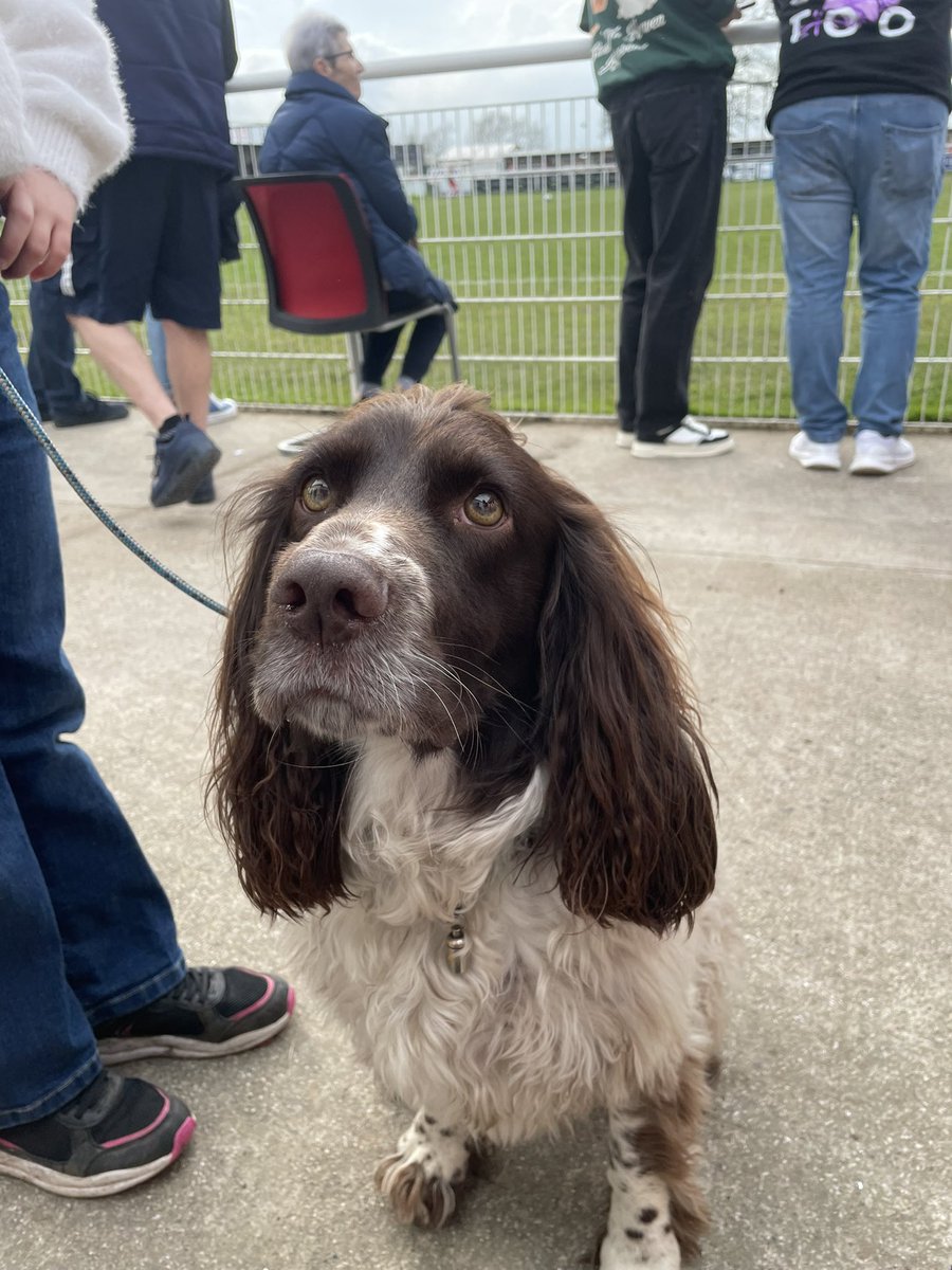 TheBigPL's tweet photo. Ralph out at @alportfc celebrating @nonleaguedayuk yesterday. @nonleaguedogs https://t.co/RqUtLoF6mz