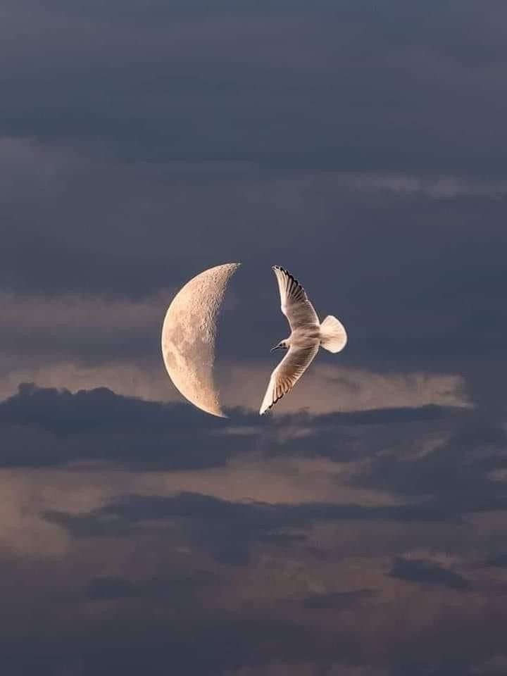 ruh360's tweet image. عوضني يا رب العوض الذي تطمئن له 
روحي و ترضى به نفسي ولا تشقيني بعده 
أبداً .. اللهم وحدك تعلم ما ارهق قلبي فجبره 
واغمره بالسلام وتولاني ودبر أمري وكن معي ياالله 
🕯️🫧
#دعاء_ليلة_القدر 
#ساعه_استجابه