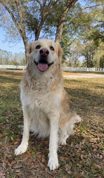 Big thank you to all my subscribers ... my subscription page is a non-political page for pet lovers where I share my daily life with my currently (11) rescues at the Catturd ranch. I use the funds to spoil them rotten and to hopefully find homes to pets in need. It's a place to