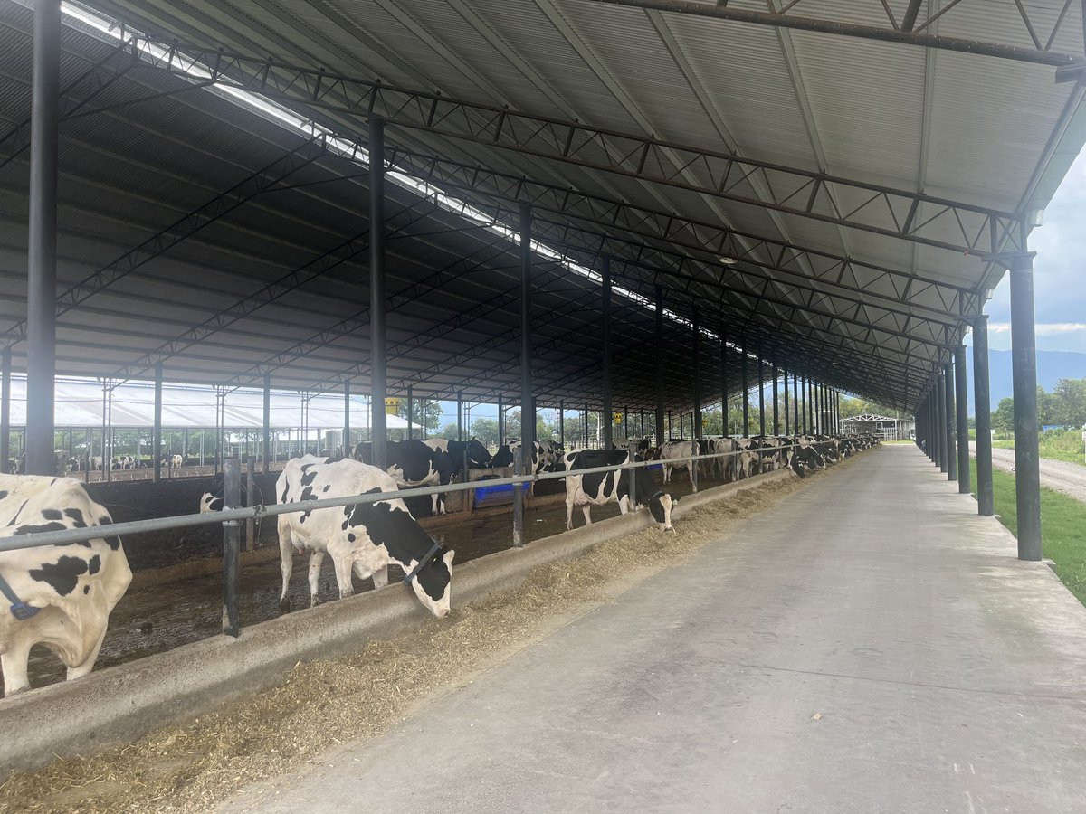 🚀 INNOVACIÓN EN LA PRODUDCCIÓN LECHERA 🥛

📩 En una nueva entrega de #PymesEnAcción te contamos la historia de Tambo Quijano 🐄, una #empresa lechera del Valle de Lerma, en #Salta, con más de 20 años de trayectoria. Pionera en ordeñe robotizado en la región, combina #innovación