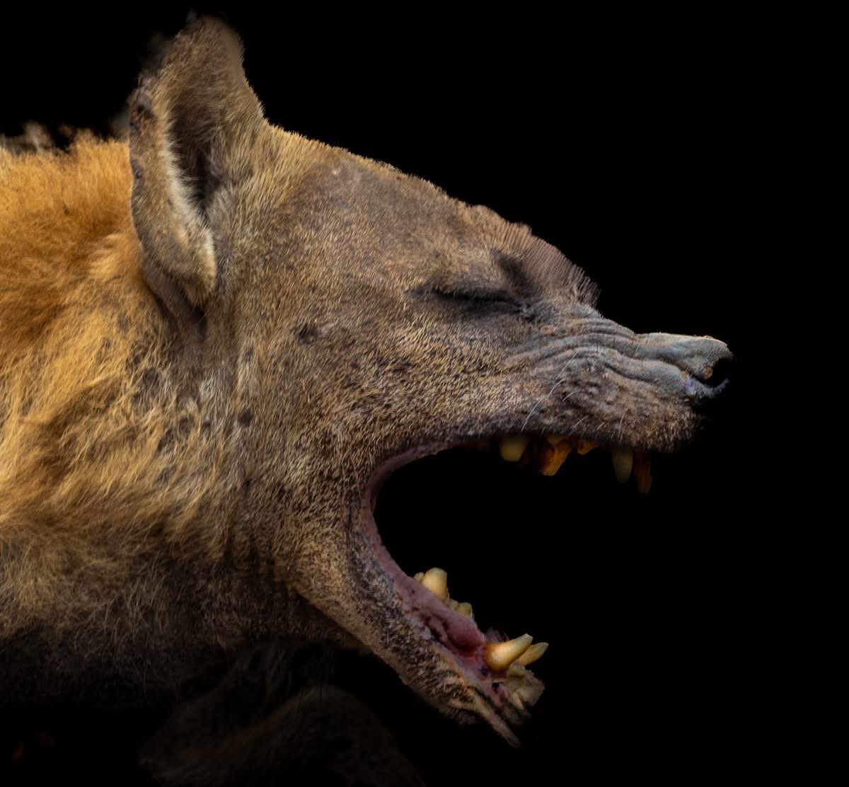 Robert A Evans tweet media