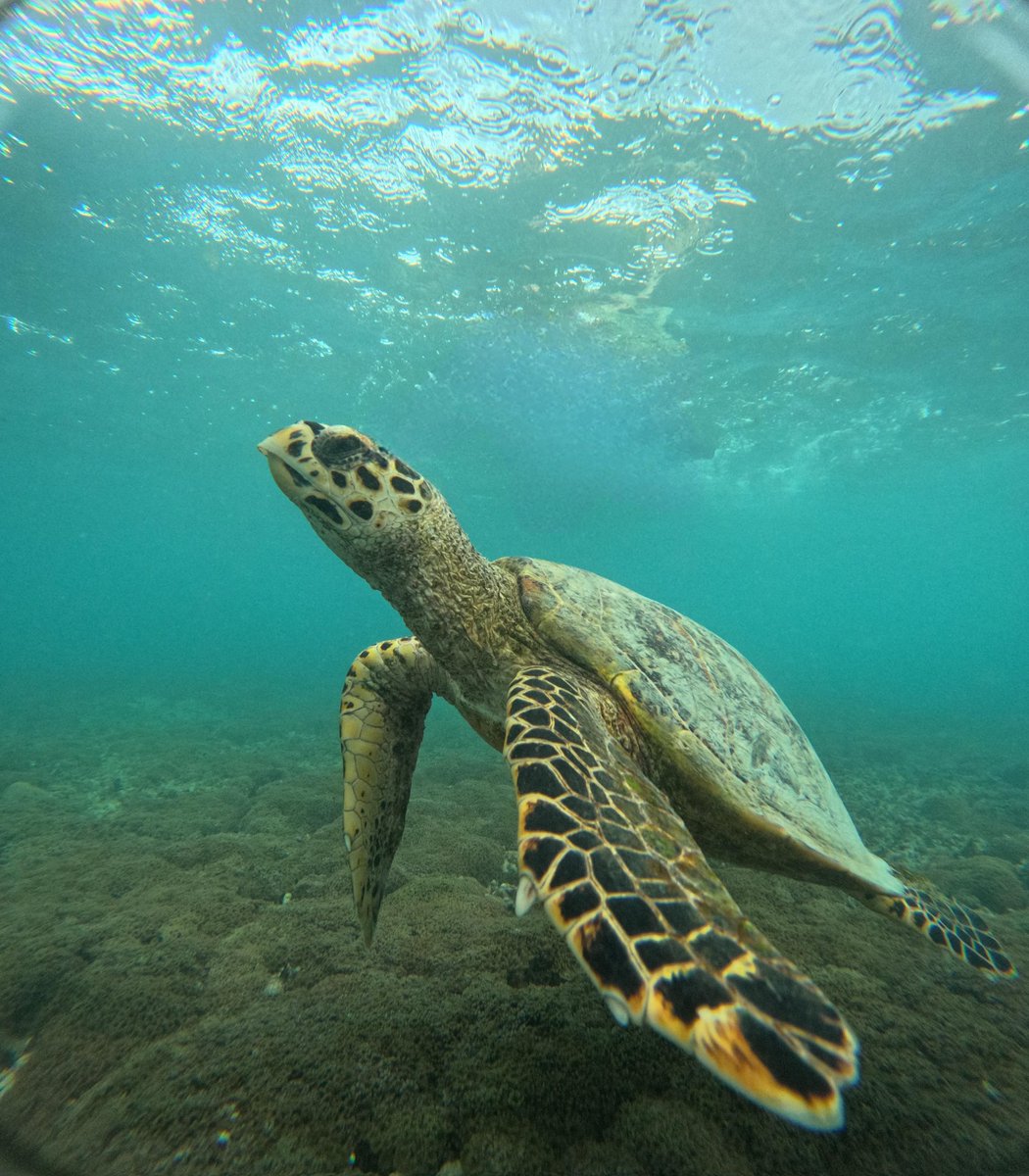 strongstorm_'s tweet photo. Sigo sin encontrar las palabras de lo que Bali significó para mi ✨🌺🥥🐠 https://t.co/2vmAGWvcT7