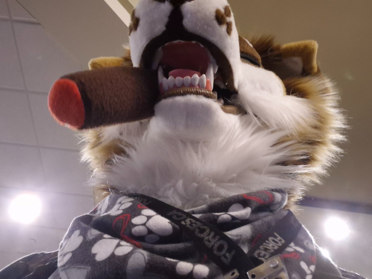 Coffee Addicted Dog tweet media