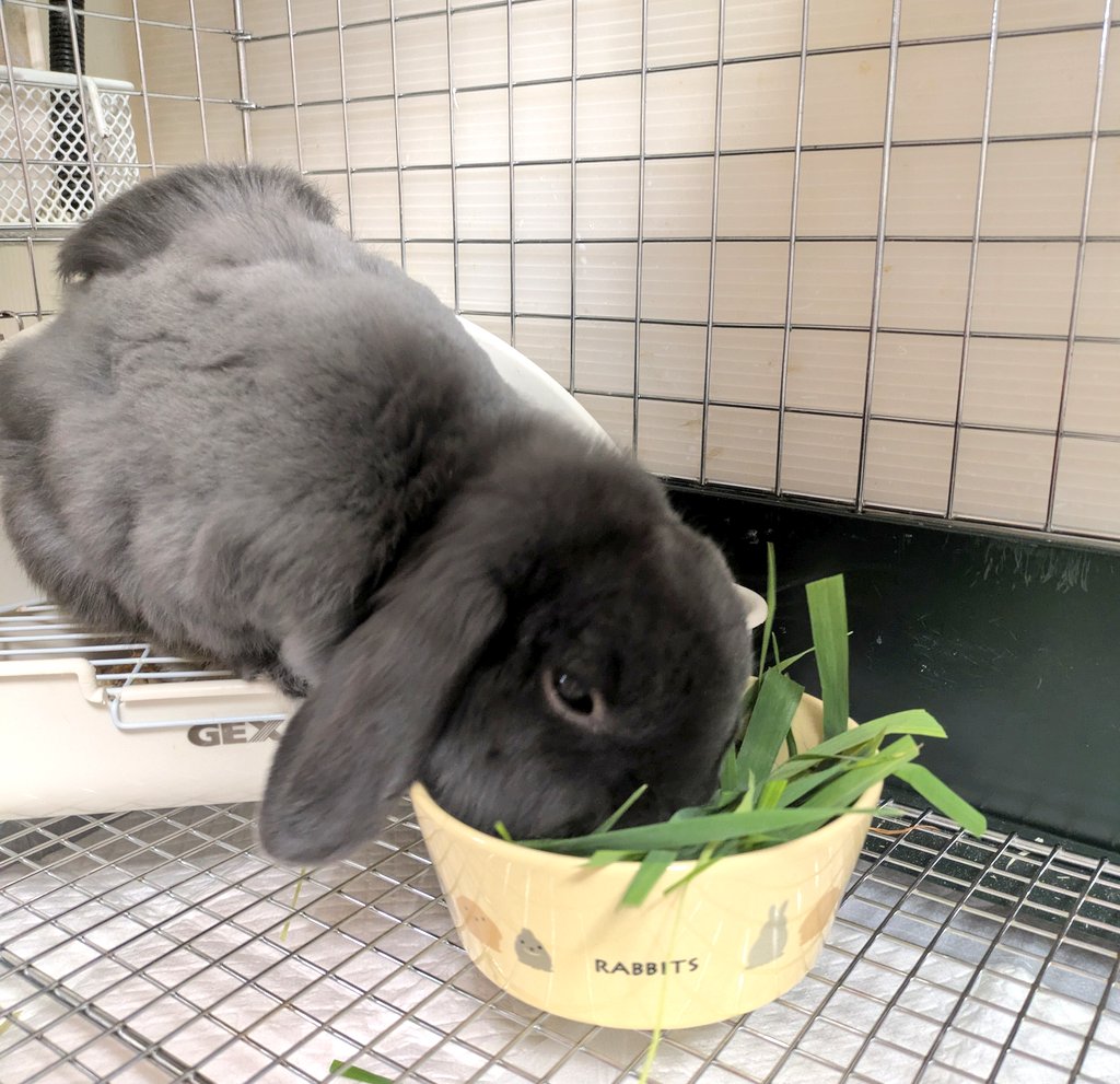 チモチモしながらおトイレ🐰