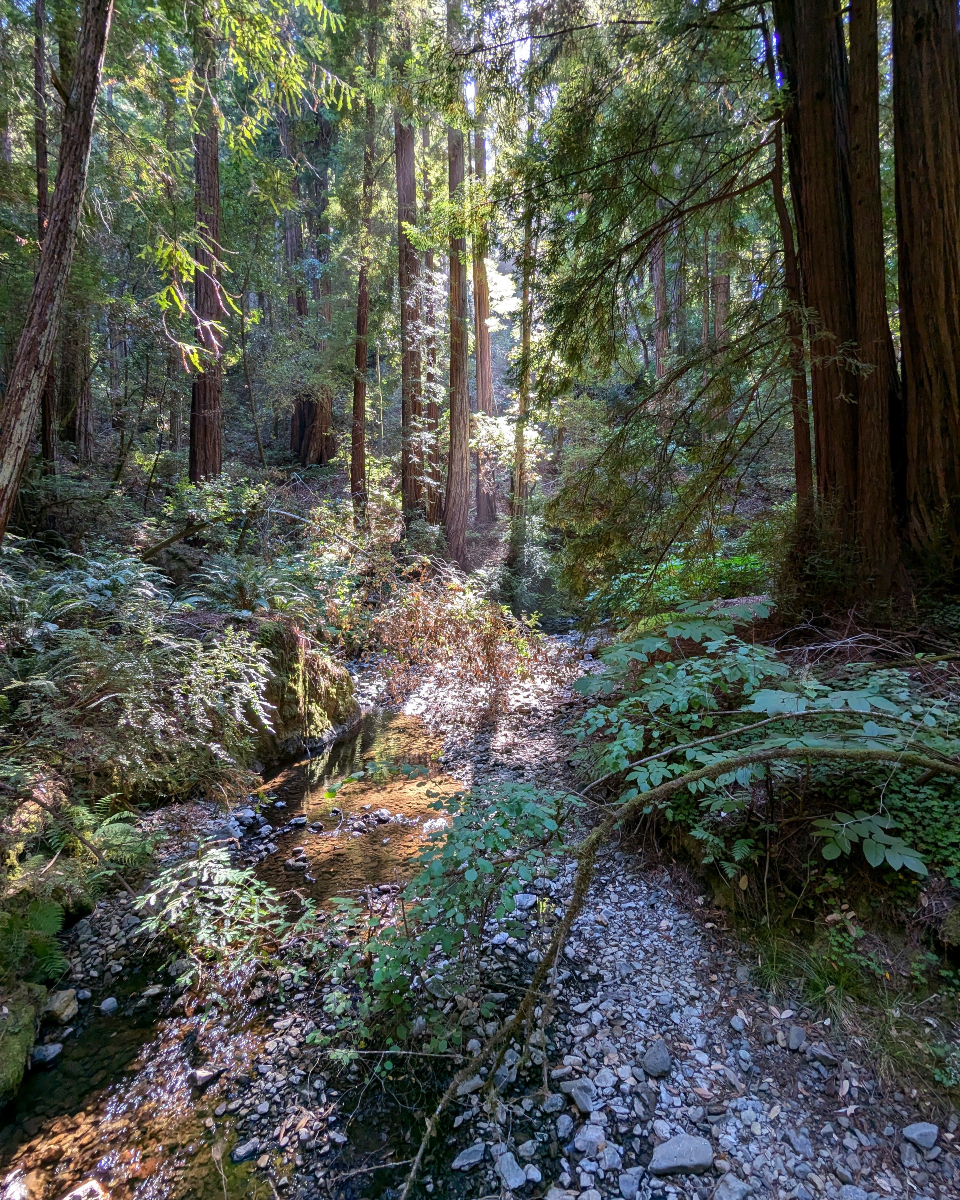 justindepascale's tweet photo. Muir Woods light and trees! 

#muirwoods #california https://t.co/MvP34RFmSx