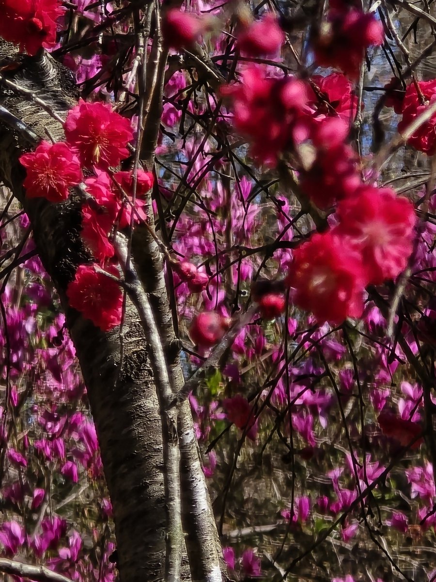 Kim Trickel tweet media