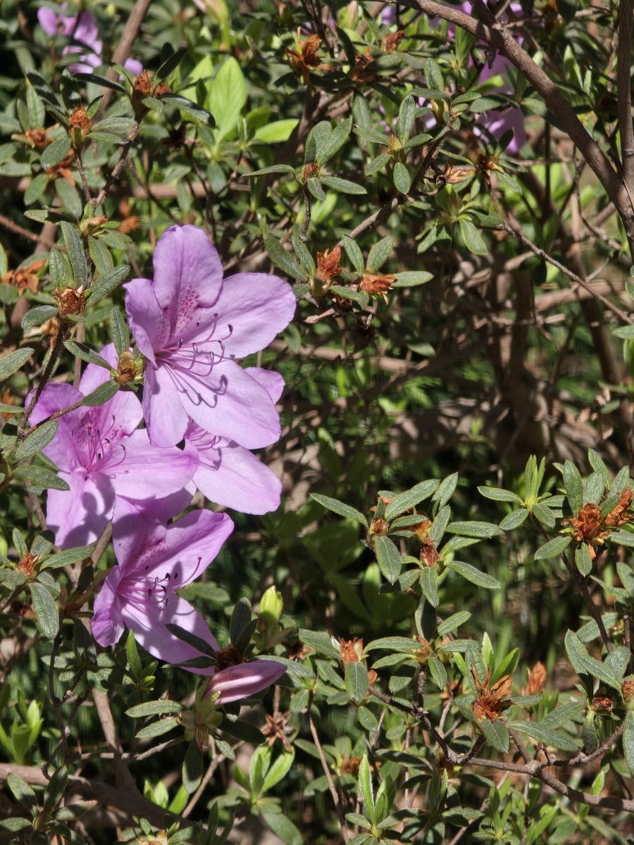 Kim Trickel tweet media