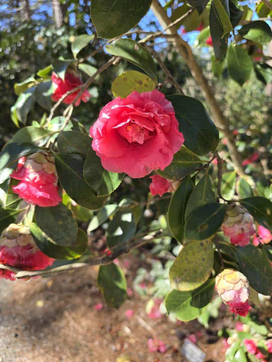 Kim Trickel tweet media