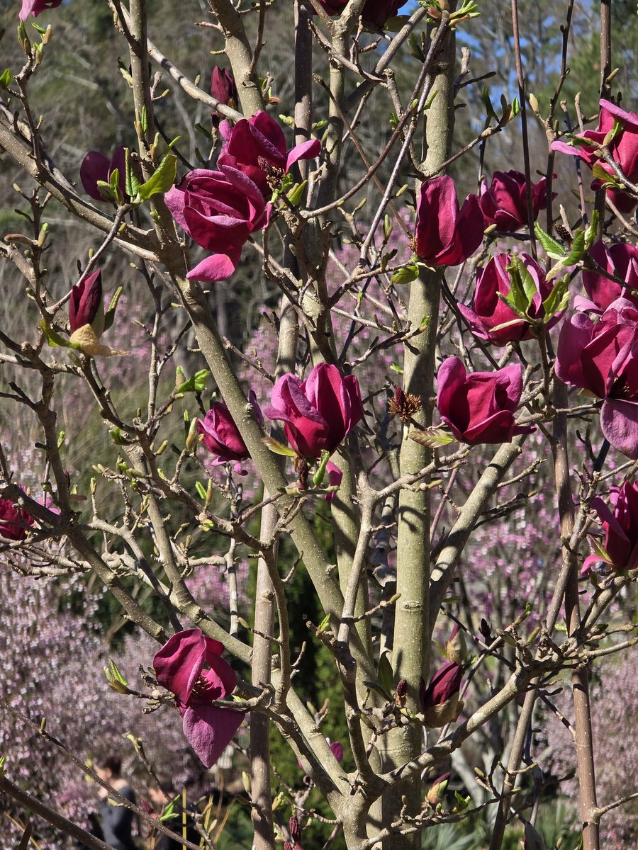 Kim Trickel tweet media