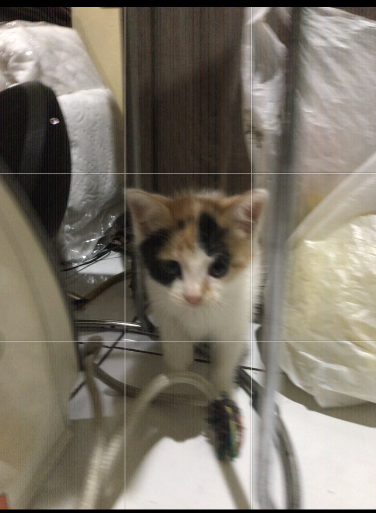 afrizalmn's tweet photo. Welcome Owi! https://t.co/UZrPvy7AfG