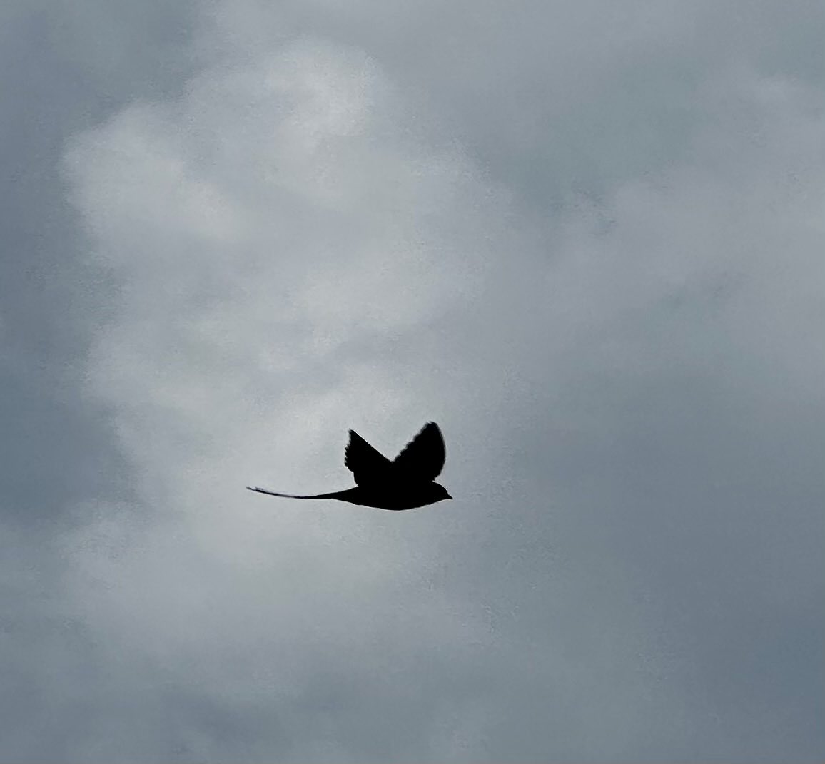 markdeeble1's tweet image. 1st swallow of the year for me 22/3/25 - battling a northerly heading for Zennor.