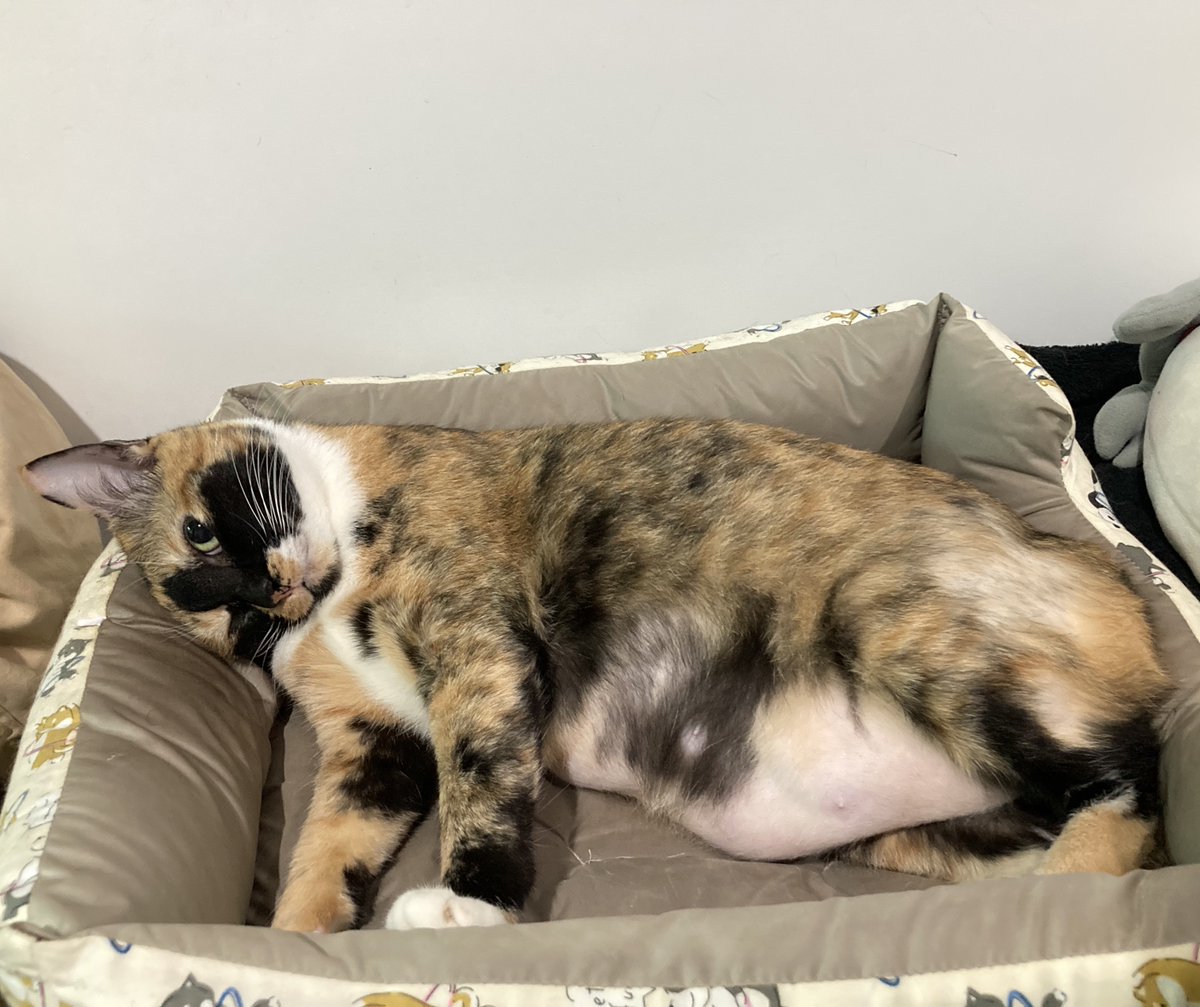 tinetotireddd's tweet image. มีใครคิดถึงมอจิตอยี่บ้างมั้ยน้อออ รีบดูไว้นะเพราะเดี๋ยวจะกลายเปนซิกแพคแนะ😋