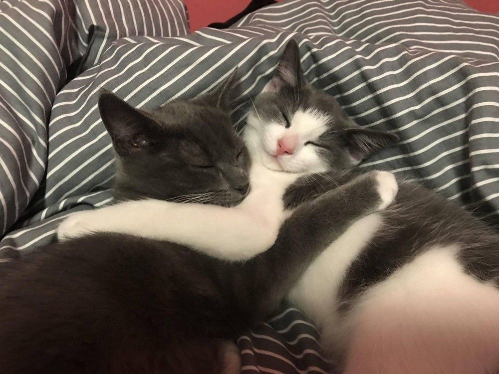 Miaw (@miaw) on Twitter photo 