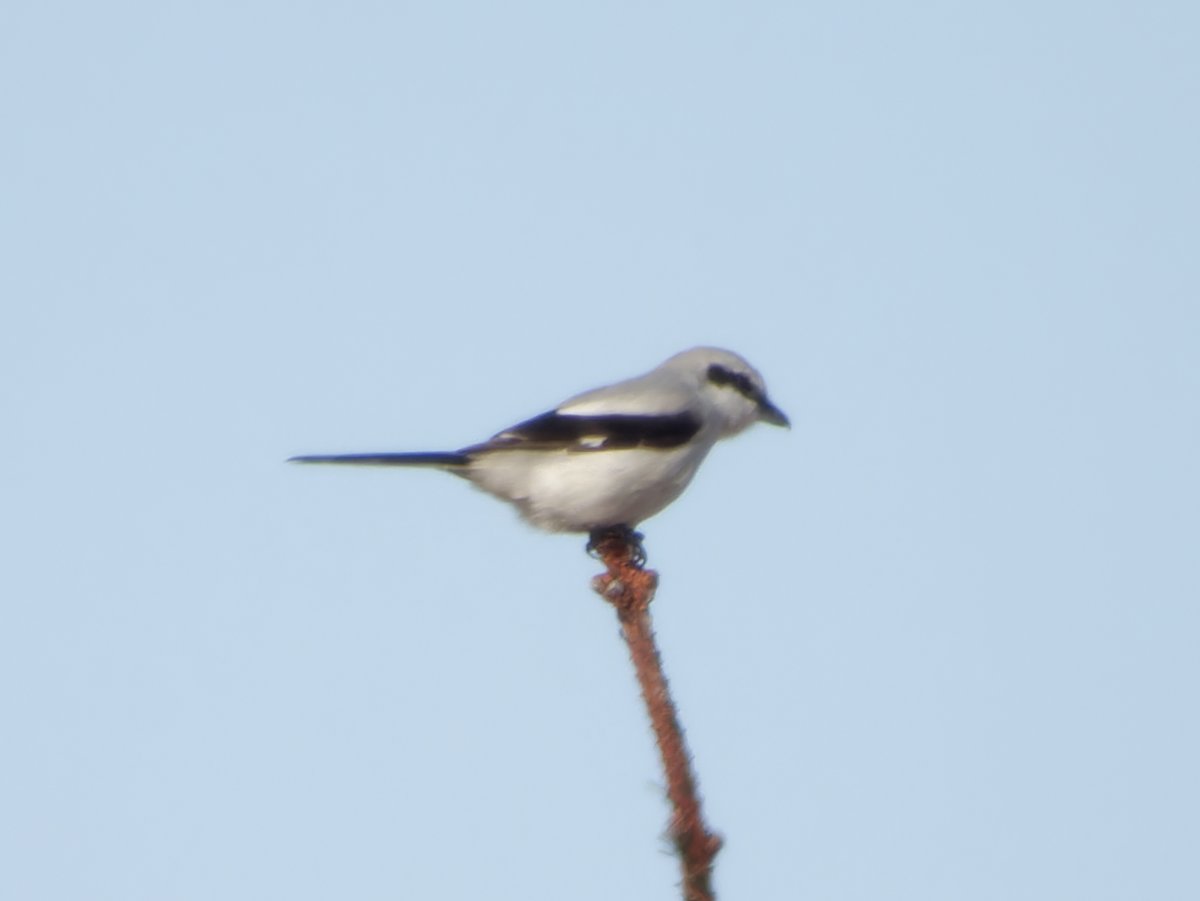 Great morning at Bellever. Great grey shrike is a lifer for me.