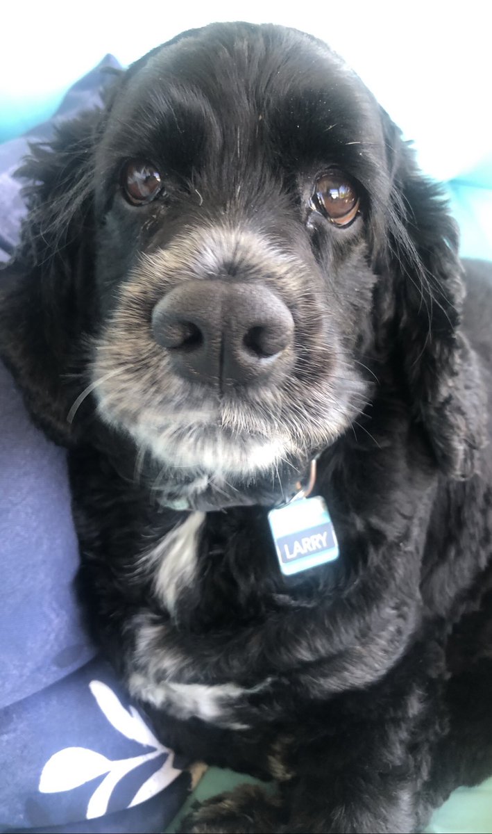 LunaticLarry3's tweet image. Happy Sunday to all my puppy pals! Can I get a BOOP on my nose…I just ❤️ a good BOOP #dogsofx #boop #boopmynose