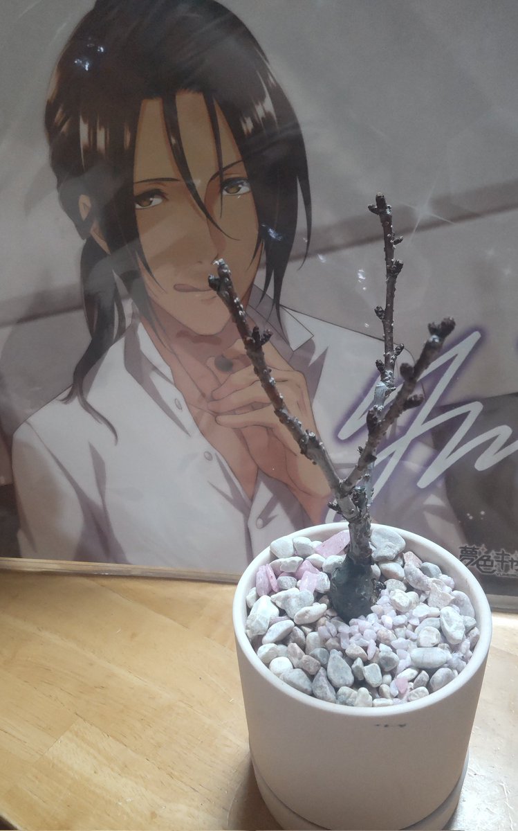 itigo_princess1's tweet photo. 桜買いました、もうそんな季節なんですね…😇 https://t.co/j3vNEjAywE