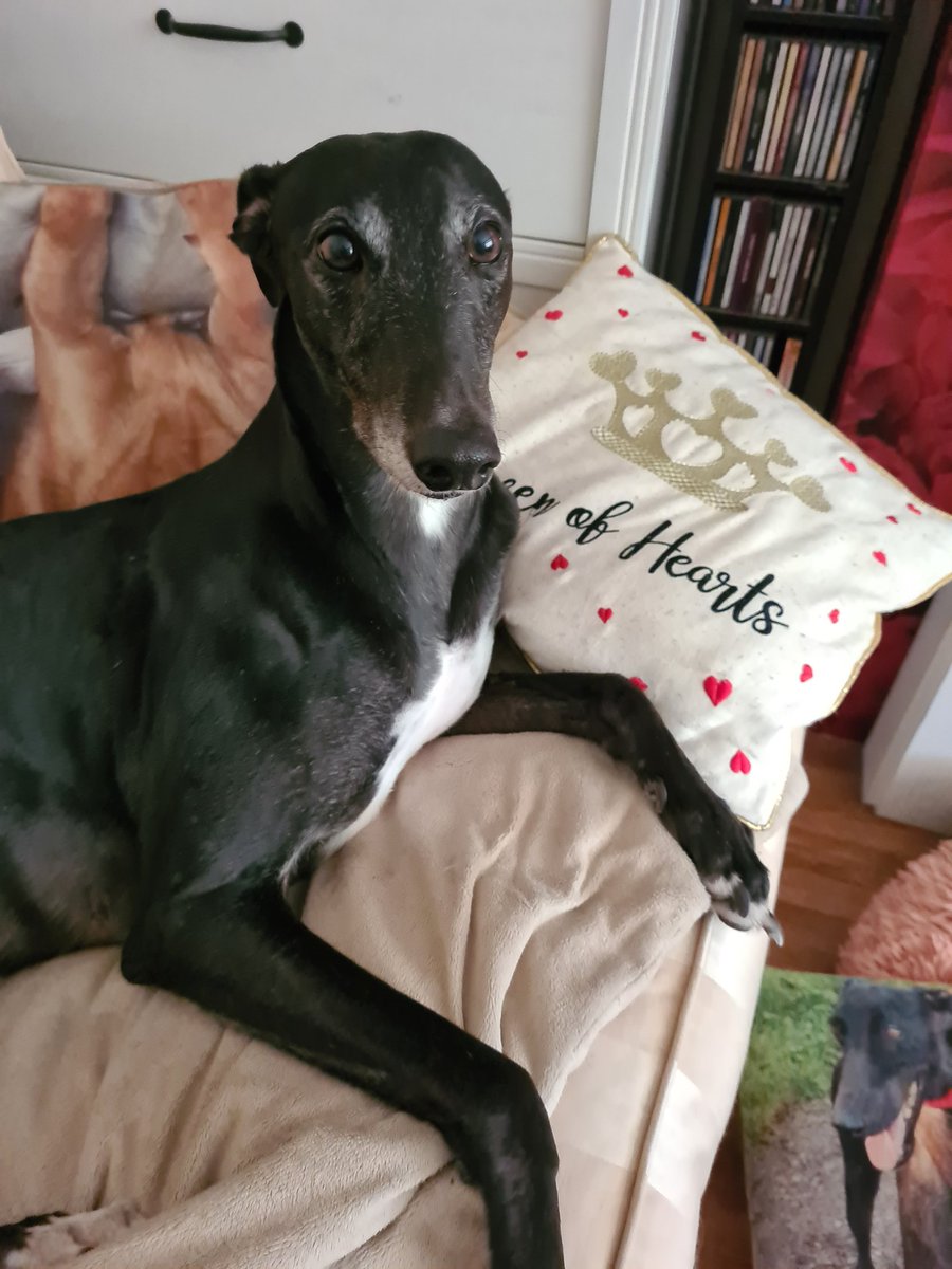 Missrae72's tweet photo. Scurlogue Champ, Ericas Equity, Midway Skipper, and the one and only Aayamza Royale are the only greyhounds to have won the event twice. Can Bubbly Inferno join these legends? Good luck to all finalists, safe and sound as ever from Lydiaπ and I. #TVTrophy #AayamzaRoyale https://t.co/ZpJ7bwh8ia