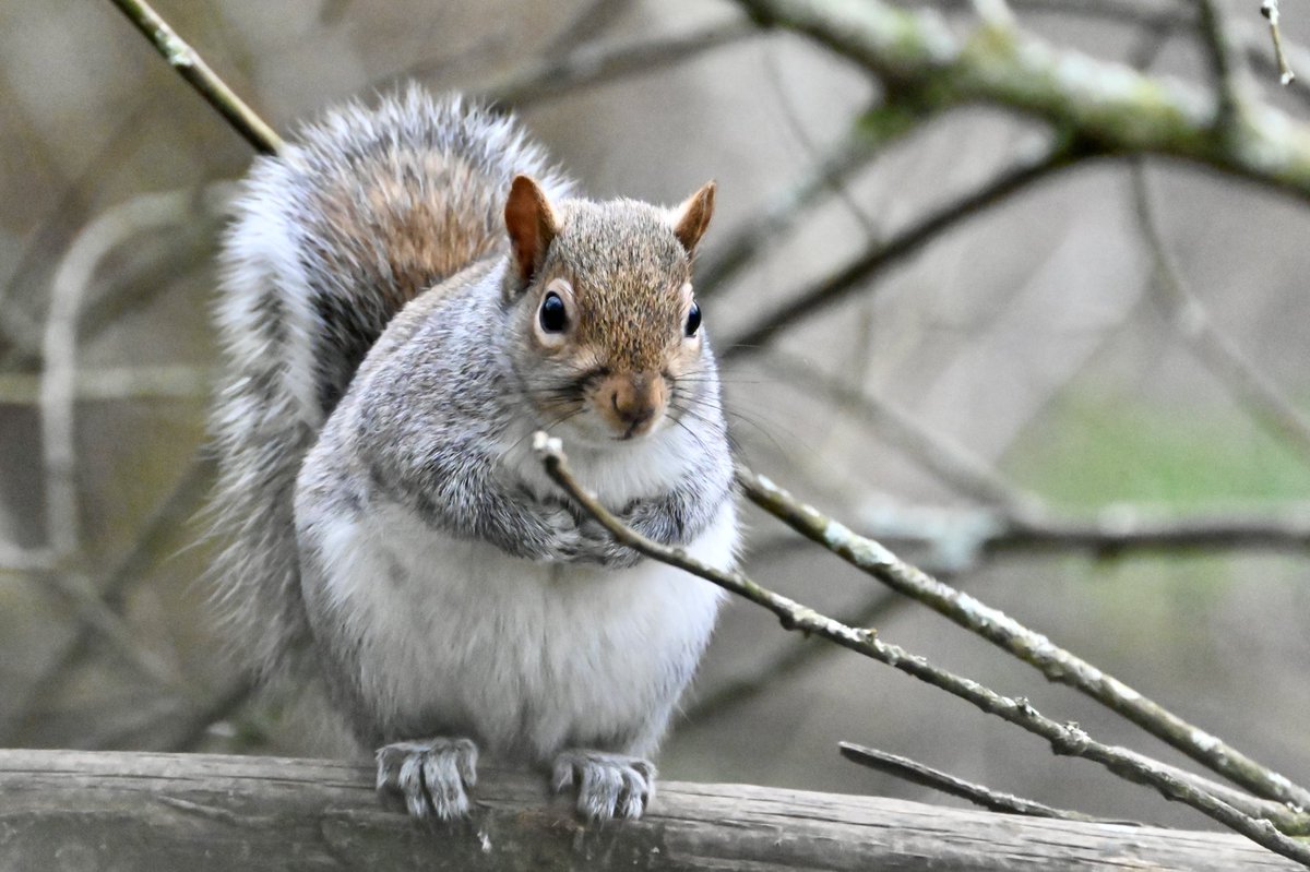 GreatHangman's tweet photo. Looks cute but unfortunately the grey squirrel poses a threat raiding bird nests, taking eggs, nestlings &amp; causing damage to broadleaf woods by stripping bark #Exmoor #Neckwood #sessileoak #Trentishoe #poxvirus https://t.co/tch2Hf0svY