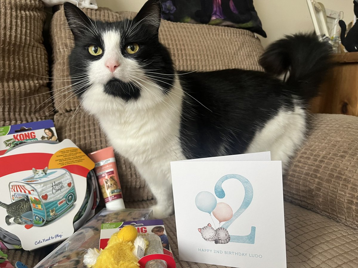 NatCBrooks's tweet photo. Happy 2nd Birthday to our specialist little Floof 🥳🎂🐾🎁🐈‍⬛🎈Ludo-bum, 2 whole years old today 🩵💙 Love our Mr.Floofington very much, would be lost without him 🥹🥰
#ludo #floof #mrfloofington🩵 #birthdayboy❤️ #lovehim💙 #specialboy🐾 #happybirthday🎂 #lostwithouthim😍💕 https://t.co/WyKU6HsUGP