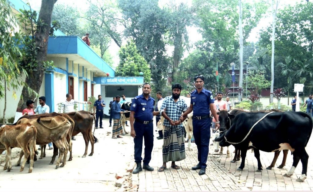 আত্রাইয়ে পুলিশে অভিযানে গরুসহ, আটক ১
