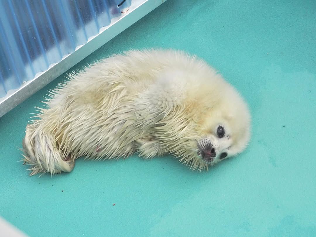 iflmhee's tweet photo. shrimpseal https://t.co/QMt05UlaRX