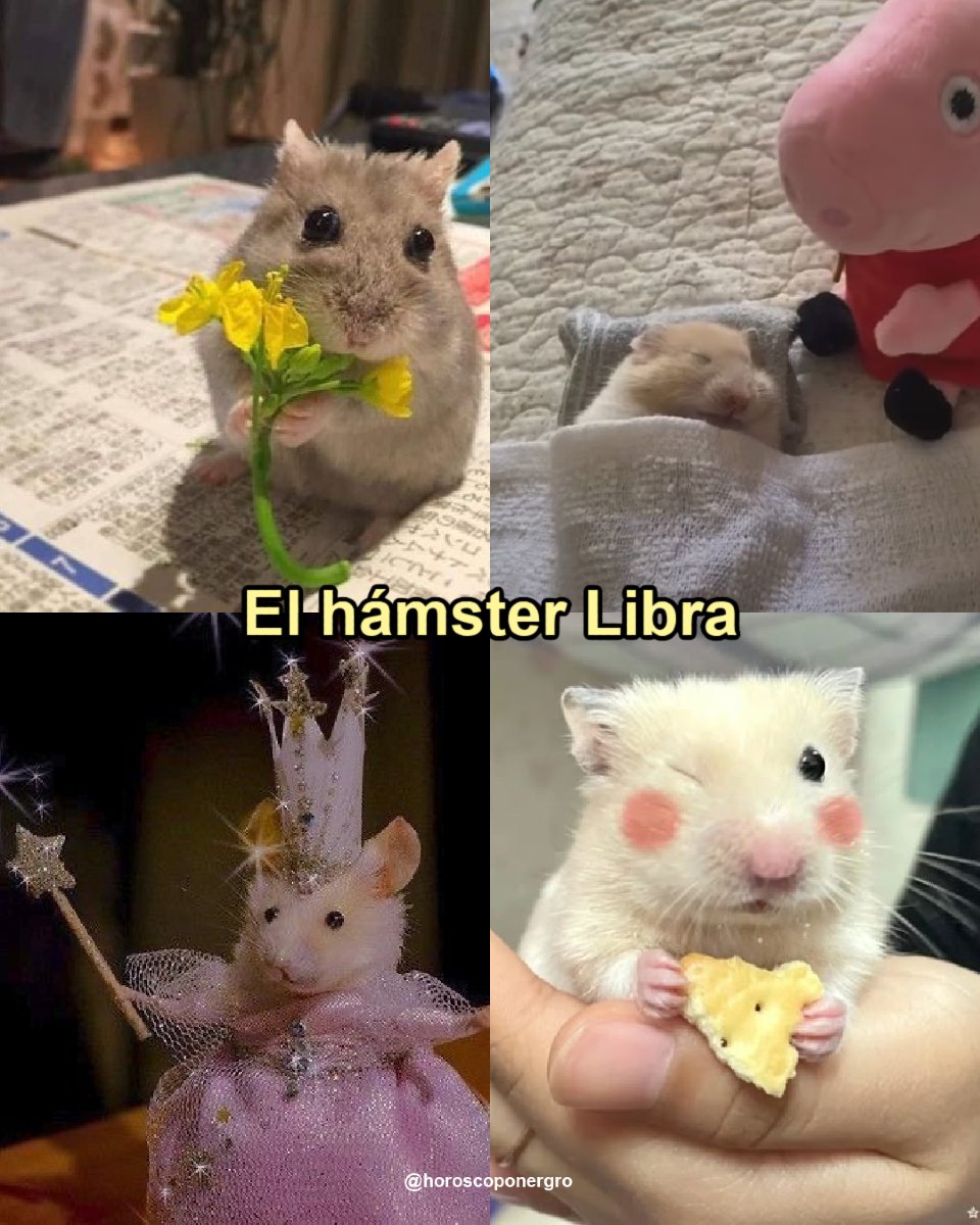 El hámster que mejor representa a Libra 🐭♎️