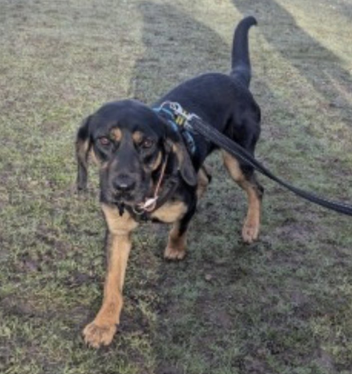 colliesontherun's tweet photo. SUSAN missing from Black Street, #Gisleham #SUFFOLK #NR33 EAST ANGLIA 22/3/25
Female/young adult #Crossbreed Black & Tan
CHIPPED/SPAYED
https://t.co/qzex9NQgk2
@GislehamSFK @suffolk_hour @suffolktweet @Eloquencealways @BitofDecorum @TeaboyTeddy @LisaLisaw1 @qu1ncey https://t.co/vUIBG4hIta