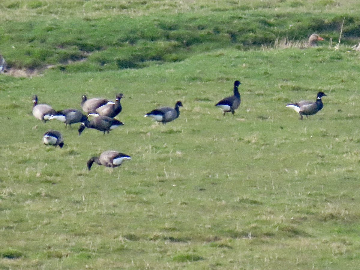 Mayfieldbirder's tweet image. A late afternoon visit to #PettLevel 22/3/25 and perhaps my last sighting of Brent Goose until the autumn (a flock of 19); plus still lingering Wigeon. Also: Cetti; Curlew; Little Egret &amp;amp; Grebe; Reed Bunting. @SussexOrnitholo @BTO_Sussex