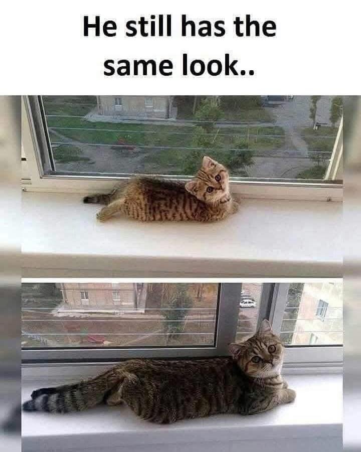 catshealdeprsn's tweet photo. He still has the same look https://t.co/uxZkIUF9XP