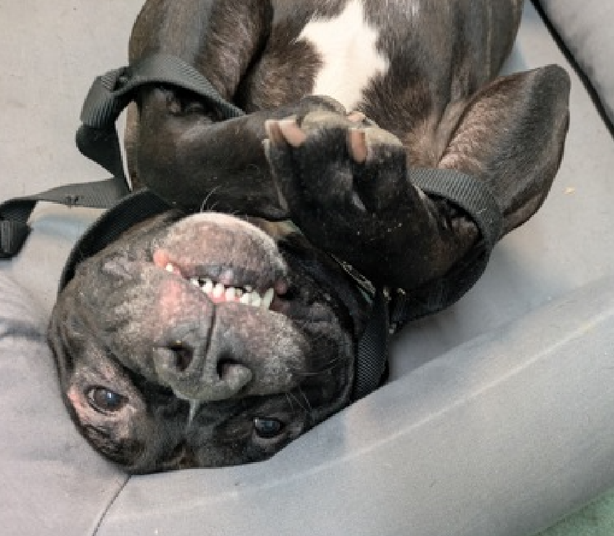 NMBewitched's tweet image. #LongStaySunday #SaveBart 

Bart, oh how I love this boy!
229 Days in a cage at #NYCACC 
Now spends his days as an #OfficePup 
It is more quiet, less stress
Changed his food, he is looking so much better 
As much as it pains me, I am not the perfect🏡
He deserves calm
#AdoptMe