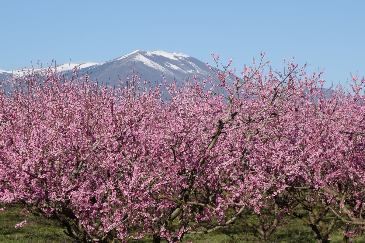 Οι ανθισμένες ροδακινιές  της Βέροιας 🌸🌿🇬🇷
📸discoververia.gr/servicesbloomi…