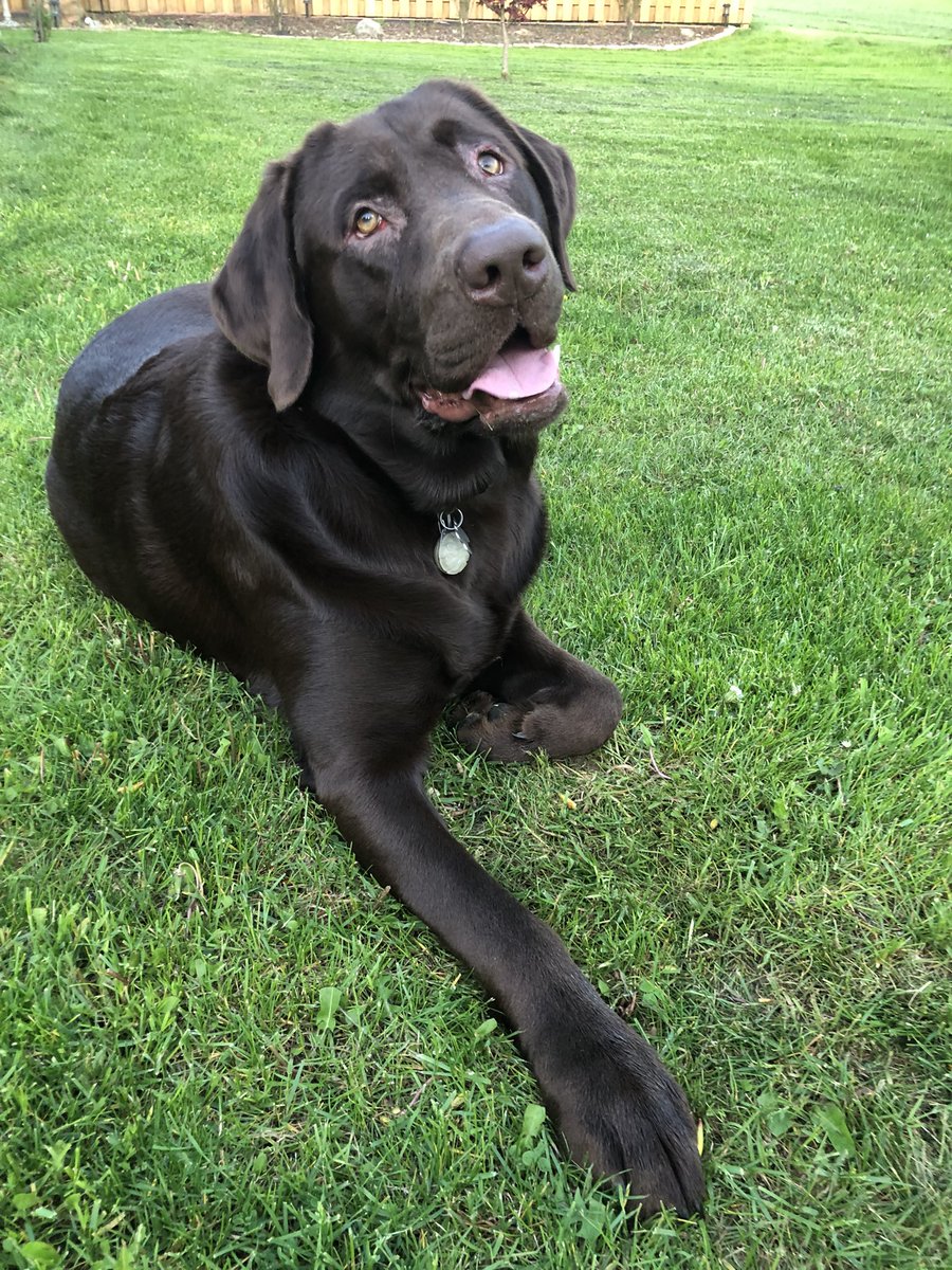 RickOwca's tweet image. Bronson. #NationalPuppyDay