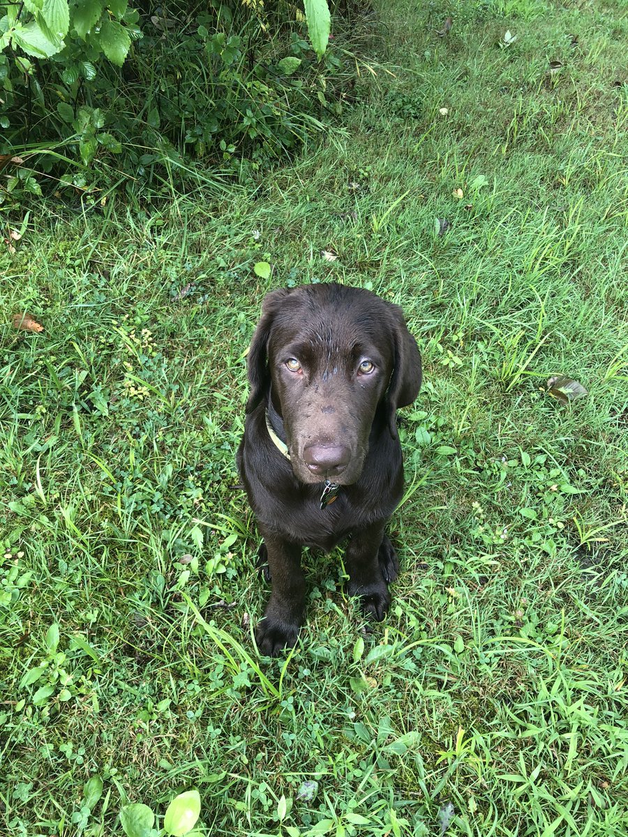 RickOwca's tweet image. Bronson. #NationalPuppyDay