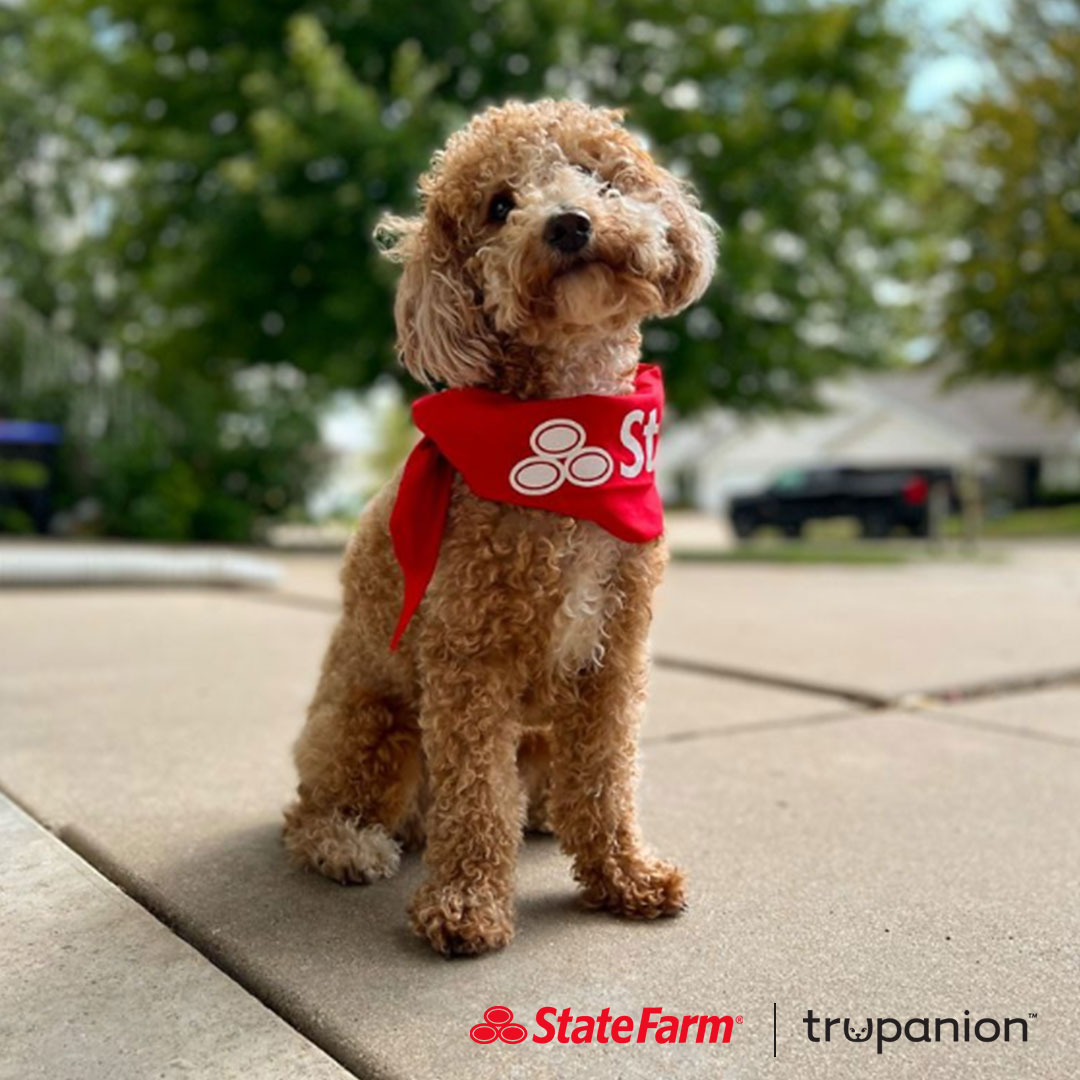 Happy #NationalPuppyDay to all the pet parents! Here's why it may be important to get your new pup covered with pet insurance. st8.fm/pets25