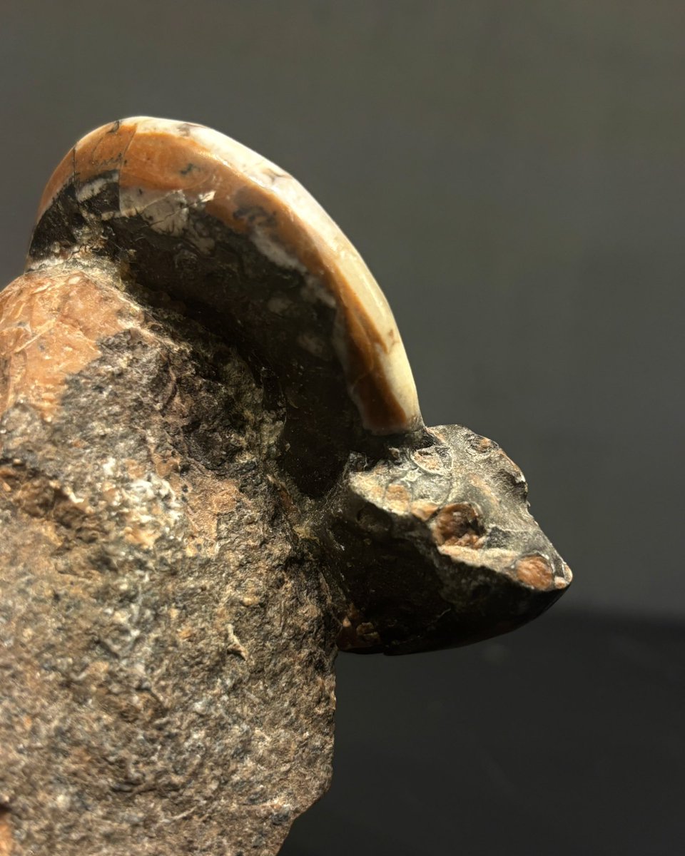 Unveiling a 200-Million-Year-Old
Ceratite Fossil! 

Check out this stunning Ceratite fossil from the
Triassic era. The unique colorations are due to natural mineral deposits formed over millions of years.

#fossil #prehistoric