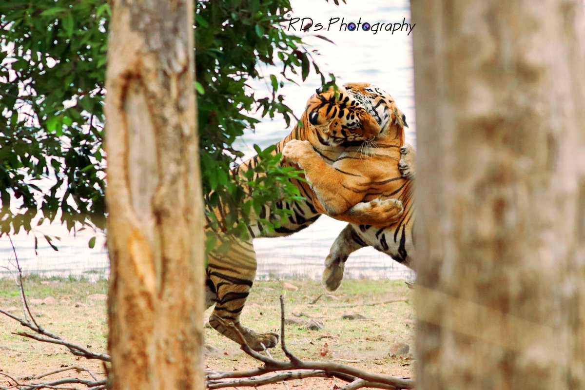 rcdeshpande's tweet image. 