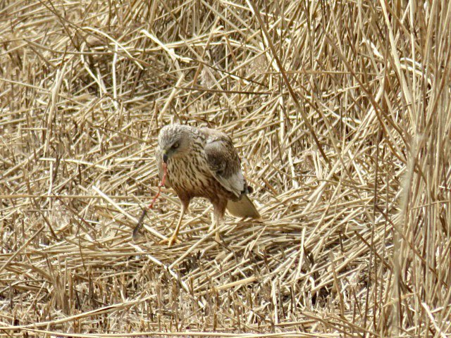 TheBeardedBirders (@beardedbirders) on Twitter photo Marsh Harrier from <a href="/WildlifeTrusts/">The Wildlife Trusts</a> <a href="/LincsWildlife/">Lincs Wildlife Trust</a> <a href="/IngsFar/">FarIngs</a>
Who else loves seeing these amazing birds?
#ukbirding #birdwatching #TwitterNatureCommunity #twitternaturephotography Marsh Harrier from <a href="/WildlifeTrusts/">The Wildlife Trusts</a> <a href="/LincsWildlife/">Lincs Wildlife Trust</a> <a href="/IngsFar/">FarIngs</a>
Who else loves seeing these amazing birds?
#ukbirding #birdwatching #TwitterNatureCommunity #twitternaturephotography